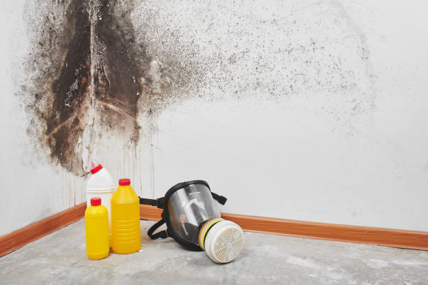 Best Attic Mold Remediation in Villa Ridge, MO