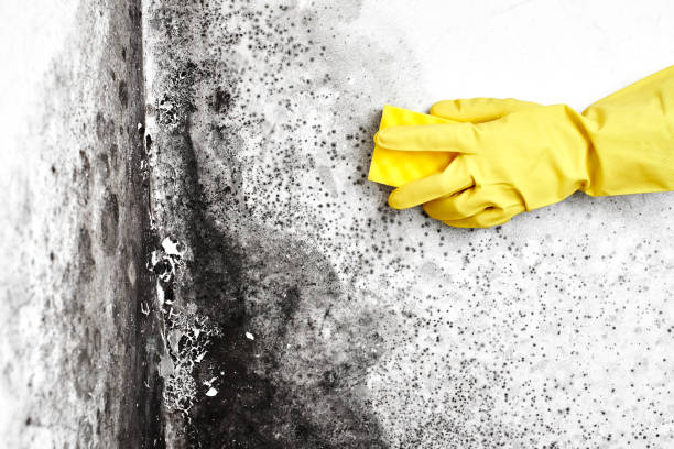 Best Kitchen Mold Remediation in Villa Ridge, MO