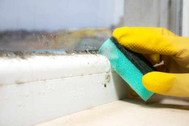 Best Black Mold Remediation in Villa Ridge, MO