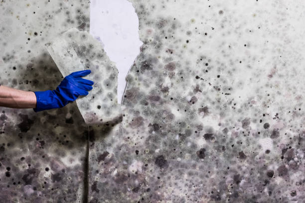 Best HVAC Mold Remediation in Villa Ridge, MO