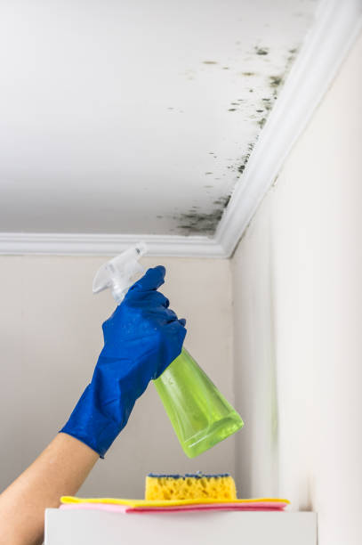 Best DIY Mold Remediation Support Services in Villa Ridge, MO